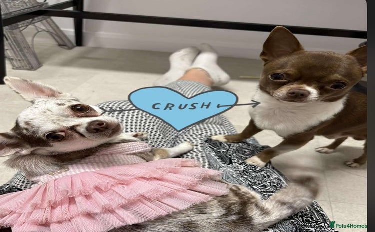 Chihuahua dogs - Advert 3