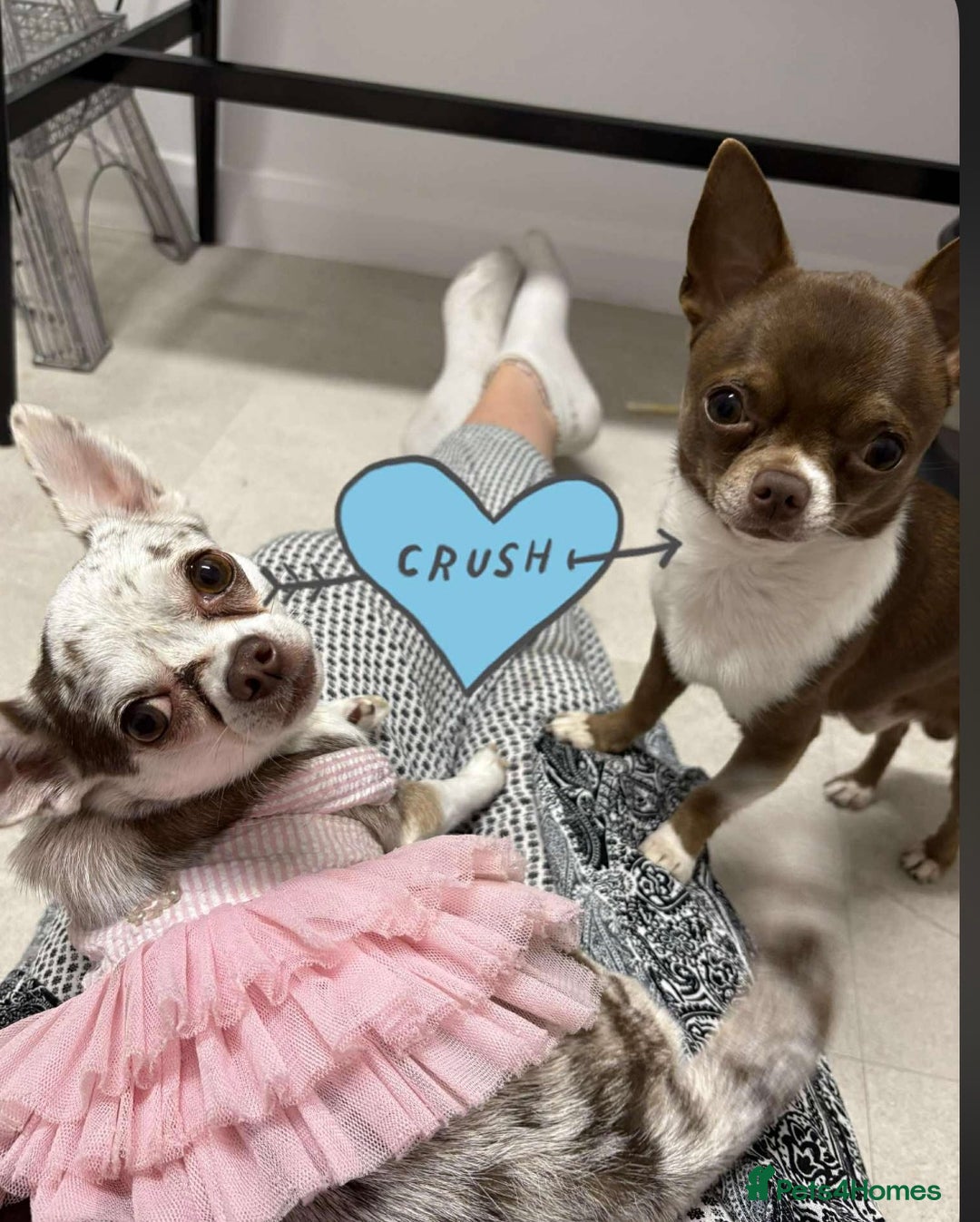 Chihuahua dogs for stud: Super tiny apple head chihuahua for stud  - Image 1