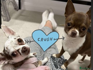 Chihuahua dogs - Advert 7