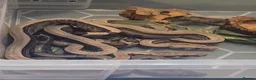 Boa Snake reptiles for sale: Baby boa constrictors for loving homes - Advert 8