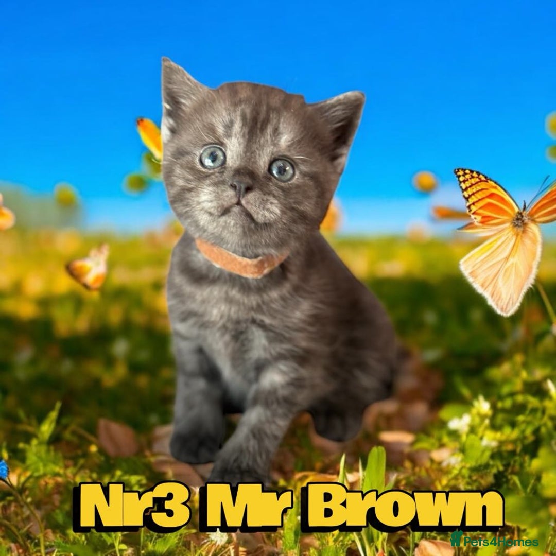 Scottish Fold cats for sale: 5 Full Pedigree Scottish Fold/Straight Kitens - Image 24