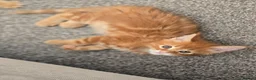 Maine Coon cats for sale: Red Tabby Maine Coons  - Advert 13