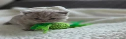British Shorthair cats for sale: BEAUTIFUL BRITISH SHORTHAIR KITTENS  - Advert 27