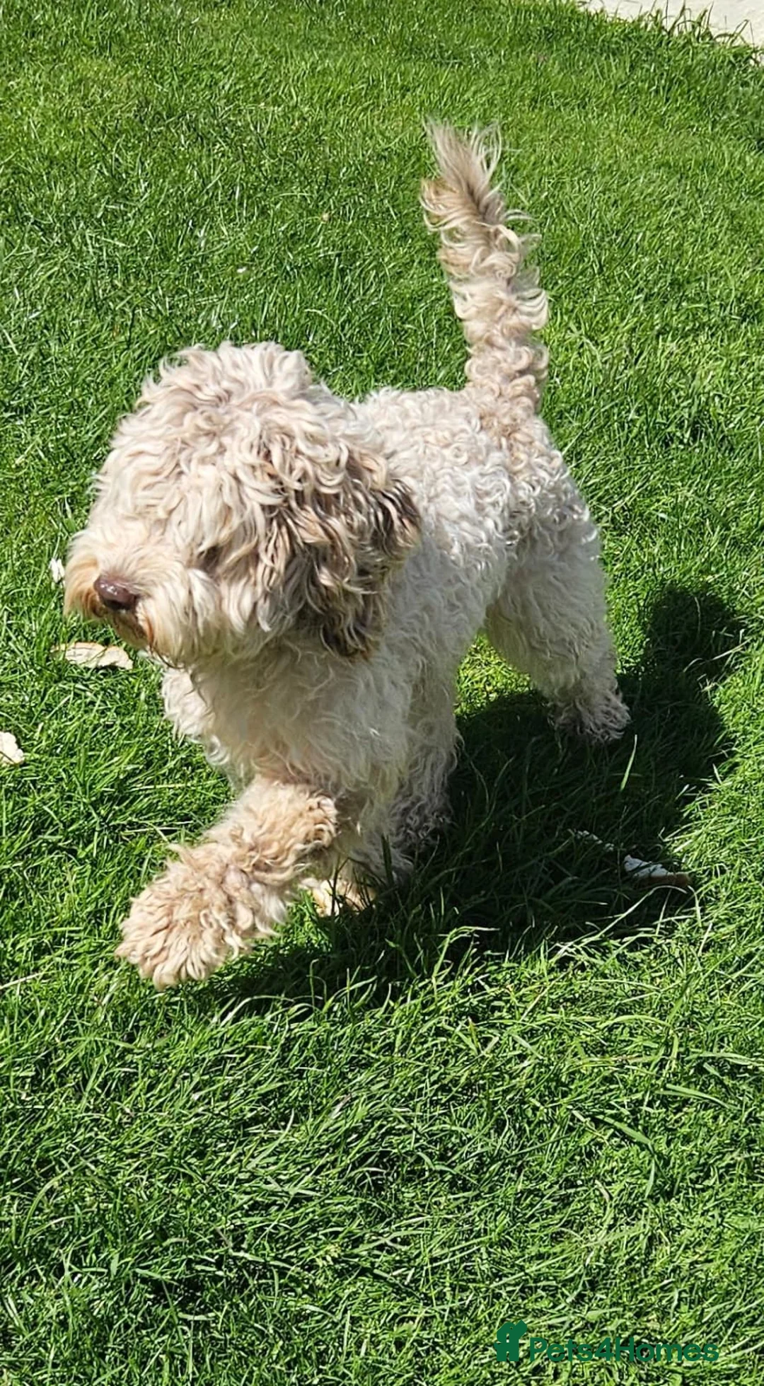 Cockapoo dogs for sale: Re homing loving merle Cockapoo girl ❣️ - Advert 1