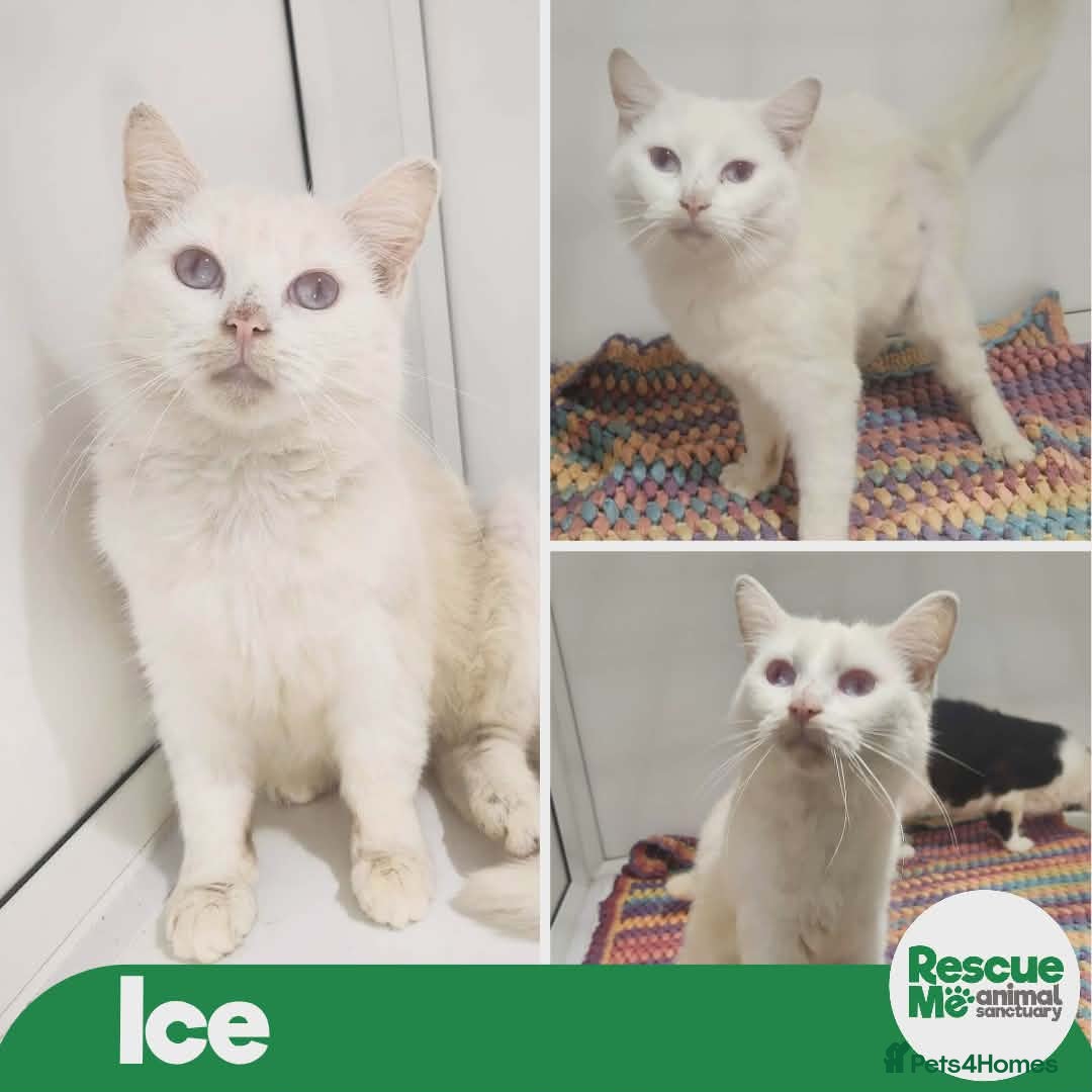 Mixed Breed cats for adoption: Ice - indoor home, albino girl - Advert 1