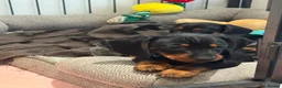 Miniature Dachshund dogs for sale: Gorgeous KC reg miniature dachshund puppies  - Advert 22