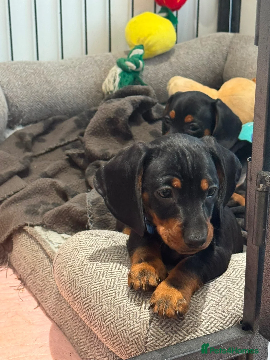 Miniature Dachshund dogs for sale: Gorgeous KC reg miniature dachshund puppies  - Advert 22