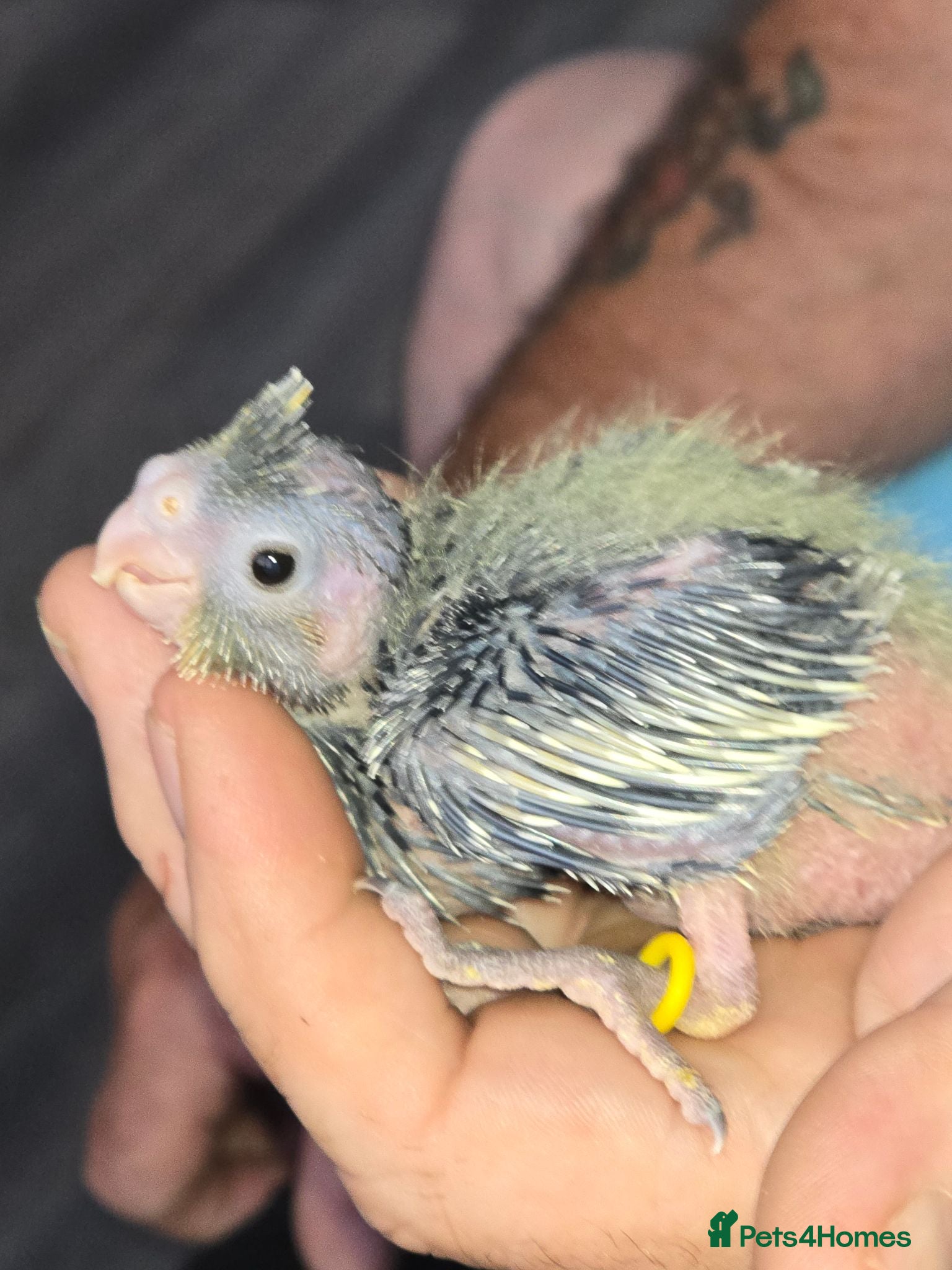 Cockatiels birds 4 Baby Cockatiels Looking for Loving Homes - Advert 1