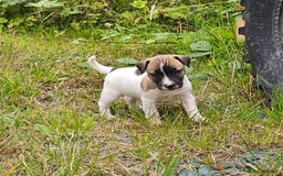Jack Russell dogs for sale: Two Gorgeous Puppies  - Image 4