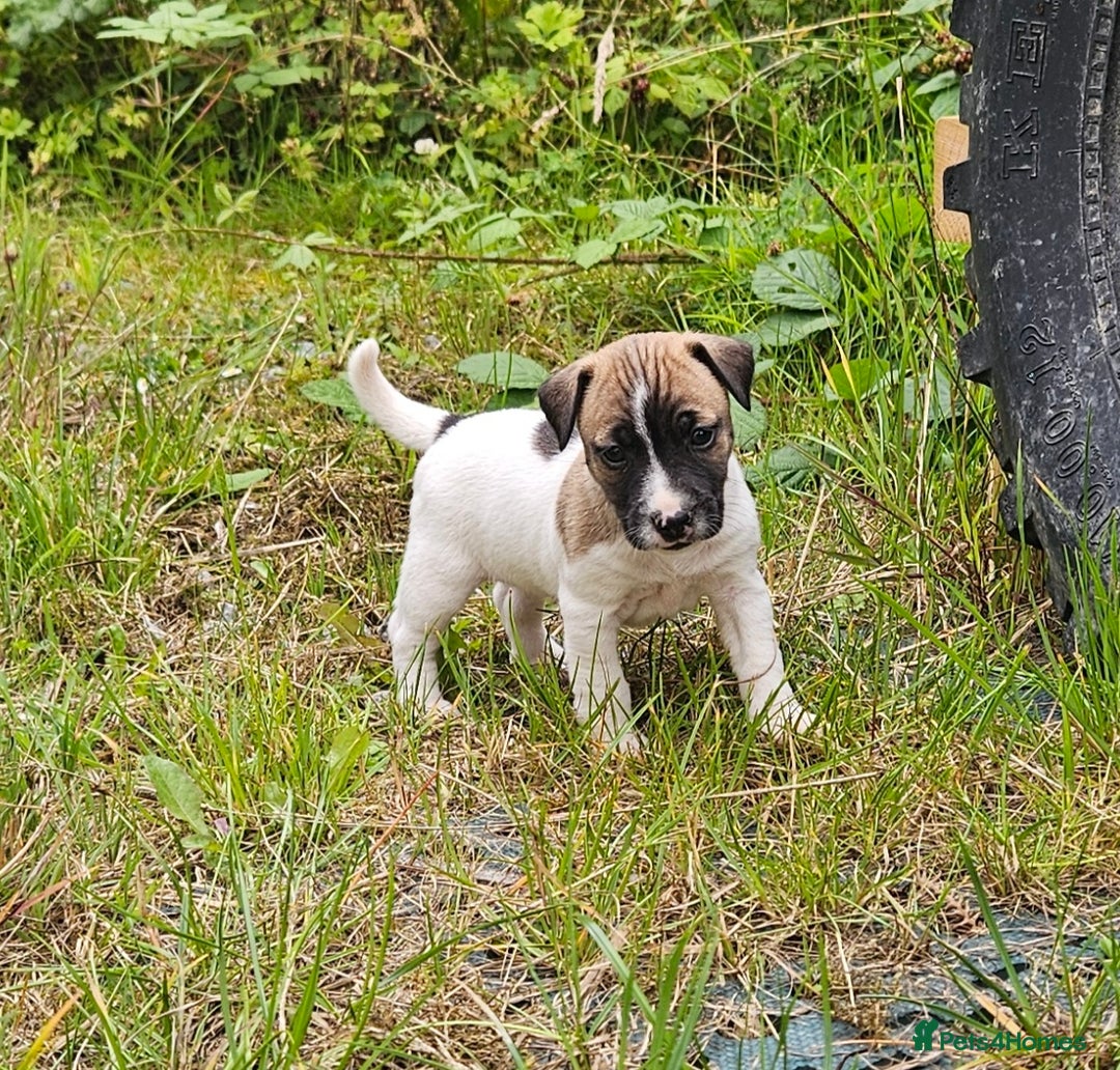 Jack Russell dogs for sale: Two Gorgeous Puppies  - Image 4