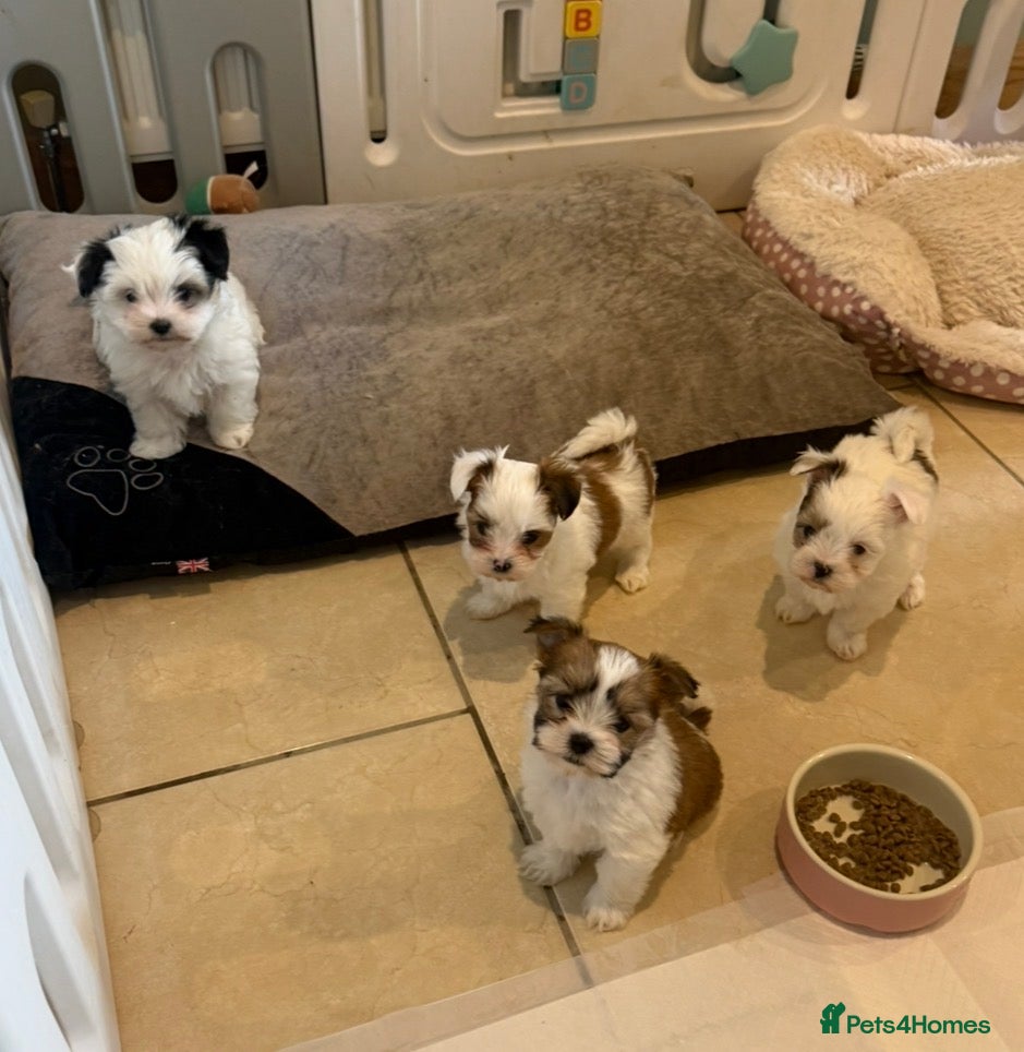 Morkie dogs RARE Tiny Toy Morkie Puppies (Maltese x Yorkie) - Advert 5