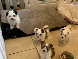 Morkie dogs RARE Tiny Toy Morkie Puppies (Maltese x Yorkie) - Advert 5
