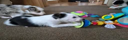 Mixed Breed dogs for sale: Beardie border x blue merle and tri coloured - Advert 6