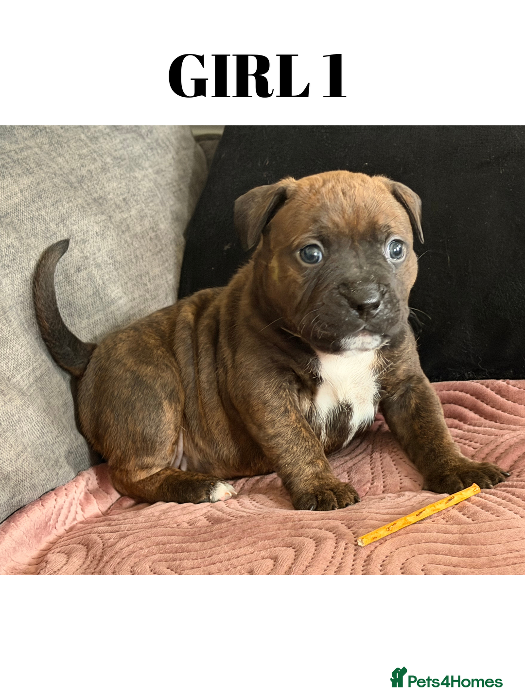 Staffordshire Bull Terrier dogs for sale: Precious Puppies Ready to Join Your Family - Advert 19