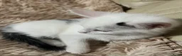 Mixed Breed cats for sale: 6 Lovely Kittens for sale  - Advert 24