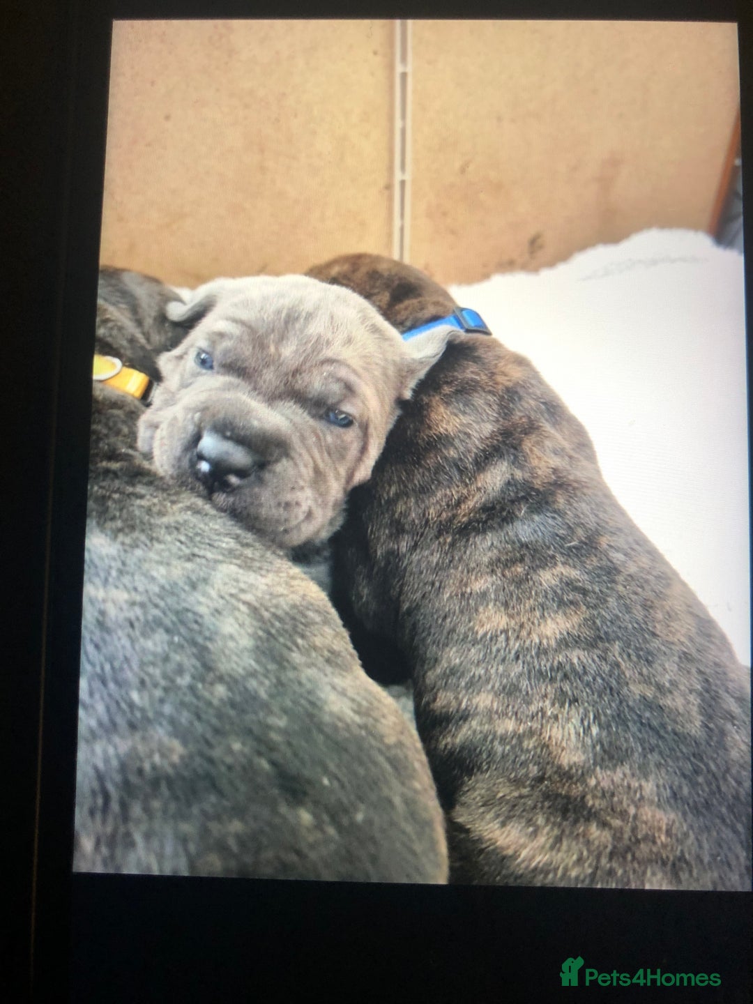 Cane Corso dogs for sale: Purebred Italian Cane Corso puppies - Advert 12