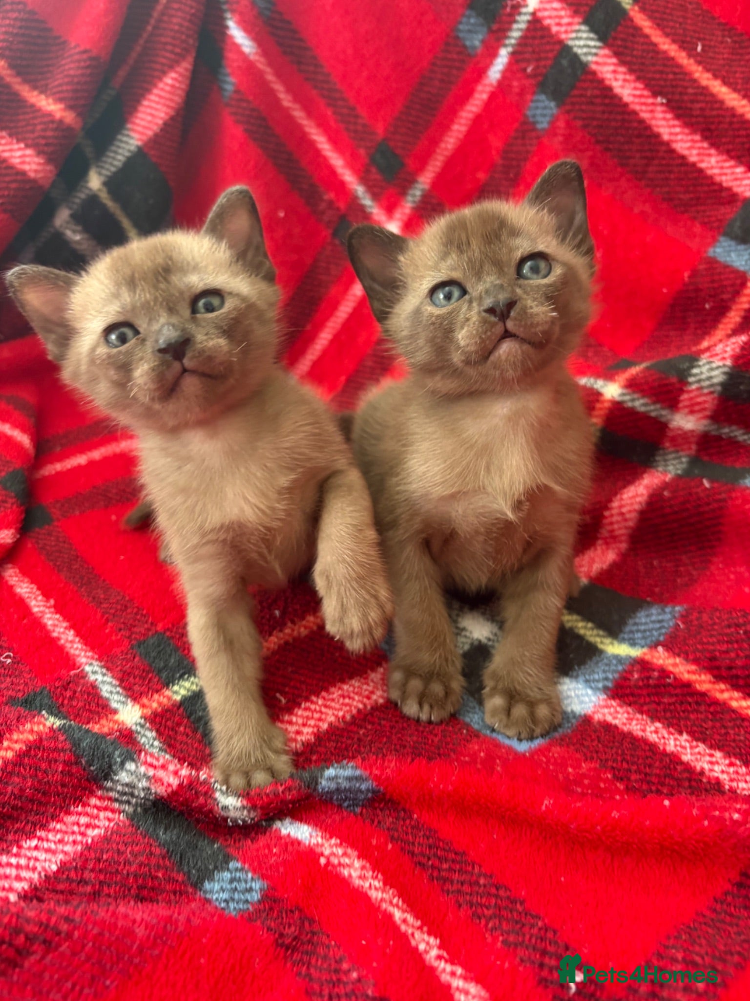 Burmese cats GCCF Pedigree Burmese kittens from East London  - Advert 1