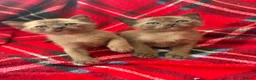 Burmese cats for sale: GCCF Pedigree Burmese kittens from East London  in Hornchurch - Advert 1