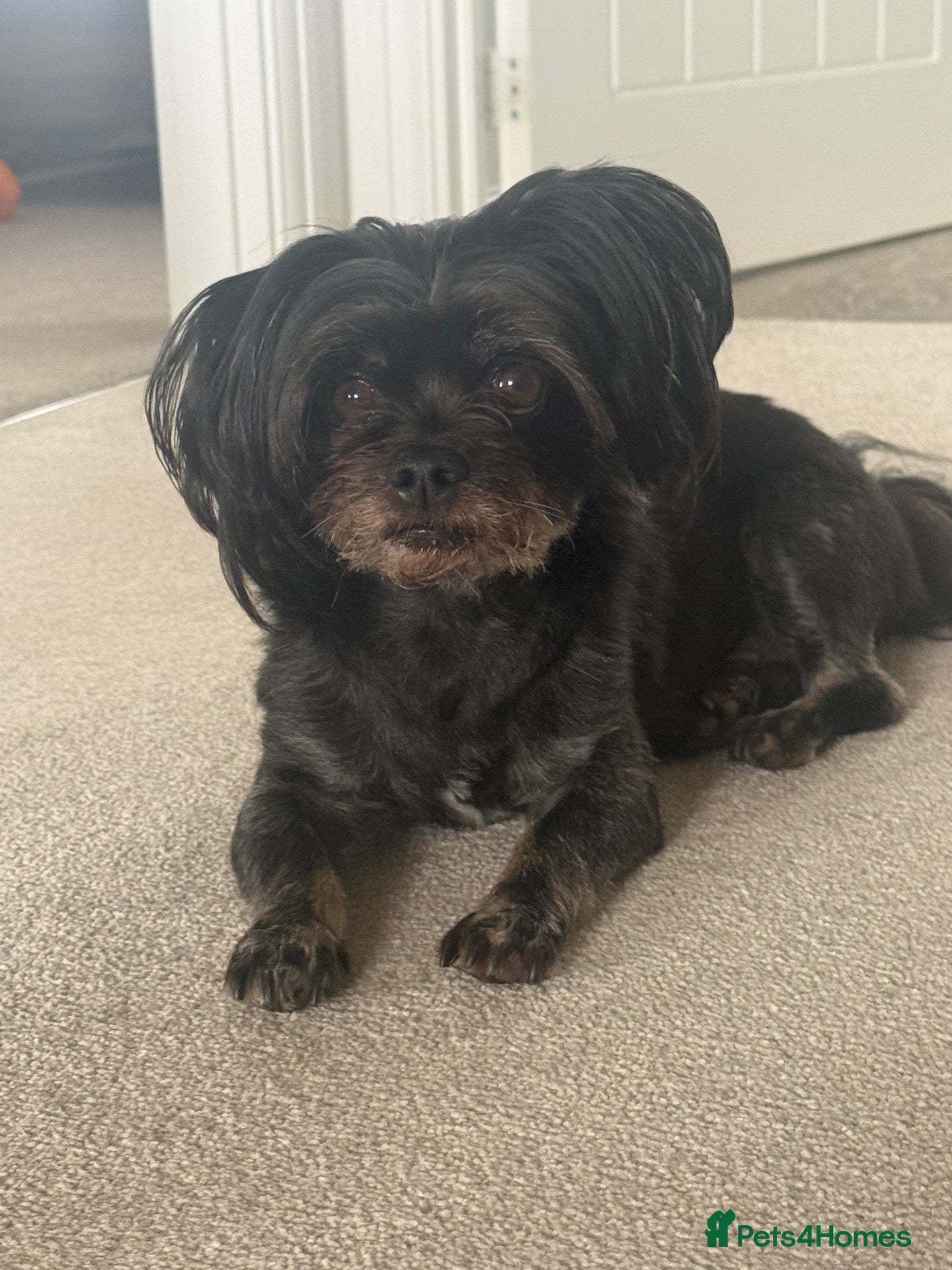 Mixed Breed dogs for sale: Looking for forever home - Advert 12