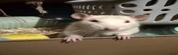 Rat rodents for sale: 3 Male Rats - Advert 2