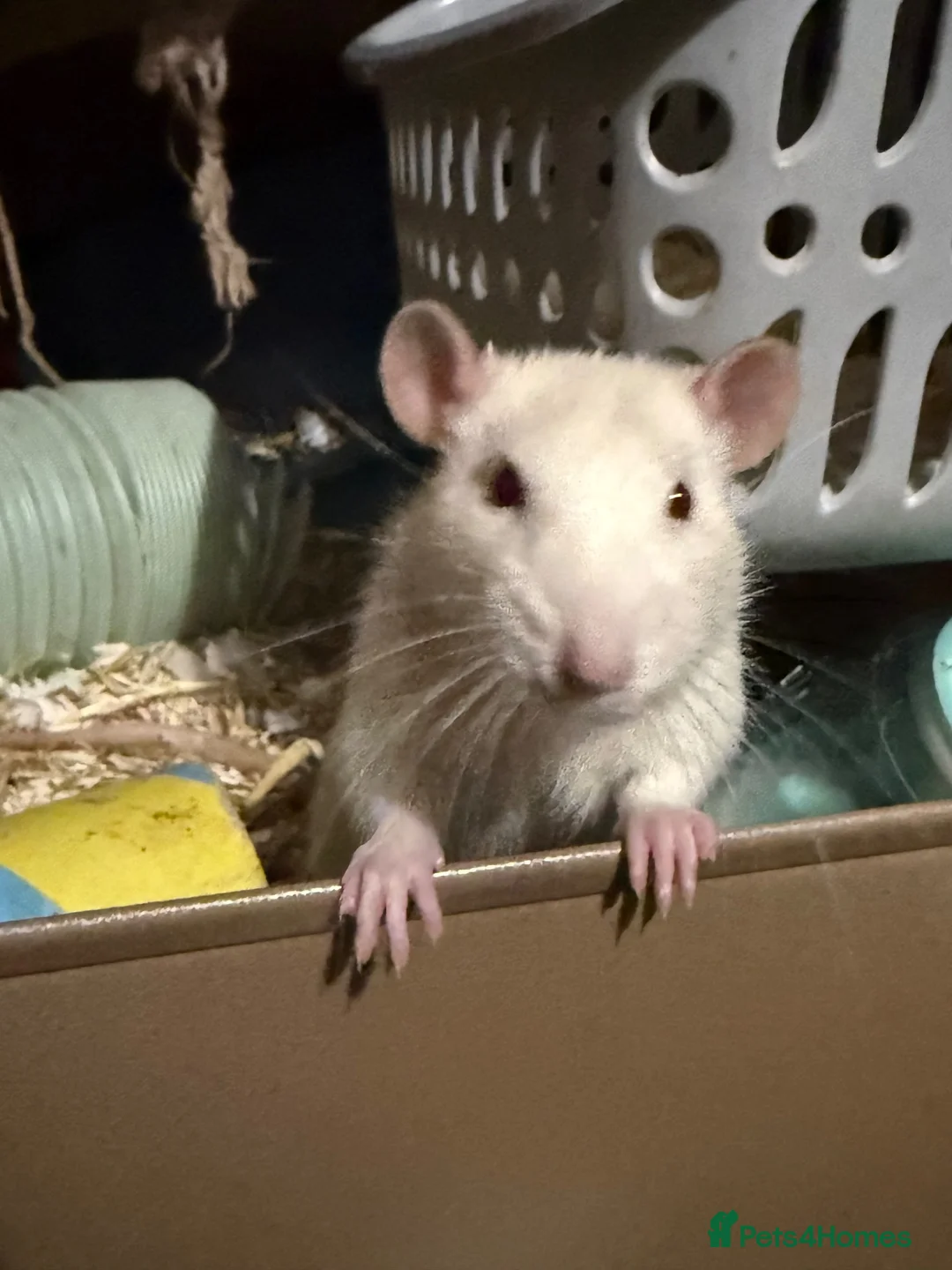 Rat rodents for sale: 3 Male Rats - Advert 2