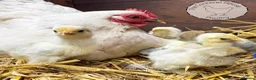 Chickens poultry for sale: Baby Chicks, Hatching eggs & Ducklings  - Advert 10