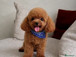 Miniature Poodle dogs Asian Toy Poodle - TEDDYCUP in Kettering - Advert 13