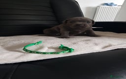 Staffordshire Bull Terrier dogs for sale: Beautiffull KC Staffordshire bull terrier  pups. - Image 5