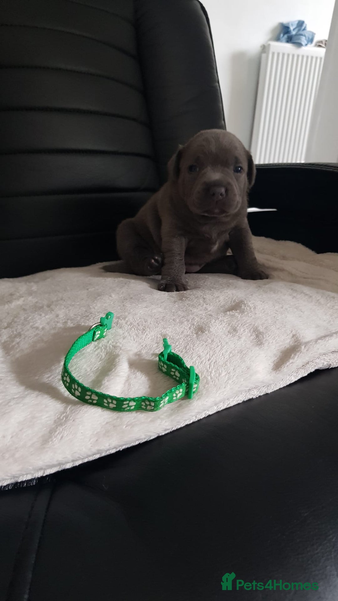 Staffordshire Bull Terrier dogs for sale: Beautiffull KC Staffordshire bull terrier  pups. - Image 5