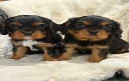 Cavalier King Charles Spaniel dogs for sale: Health tested cavalier King Charles spaniel pups  - Image 14