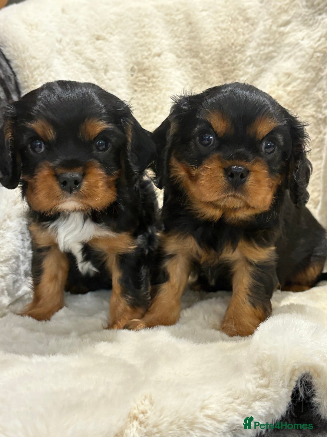 Cavalier King Charles Spaniel dogs for sale: Health tested cavalier King Charles spaniel pups  - Image 14