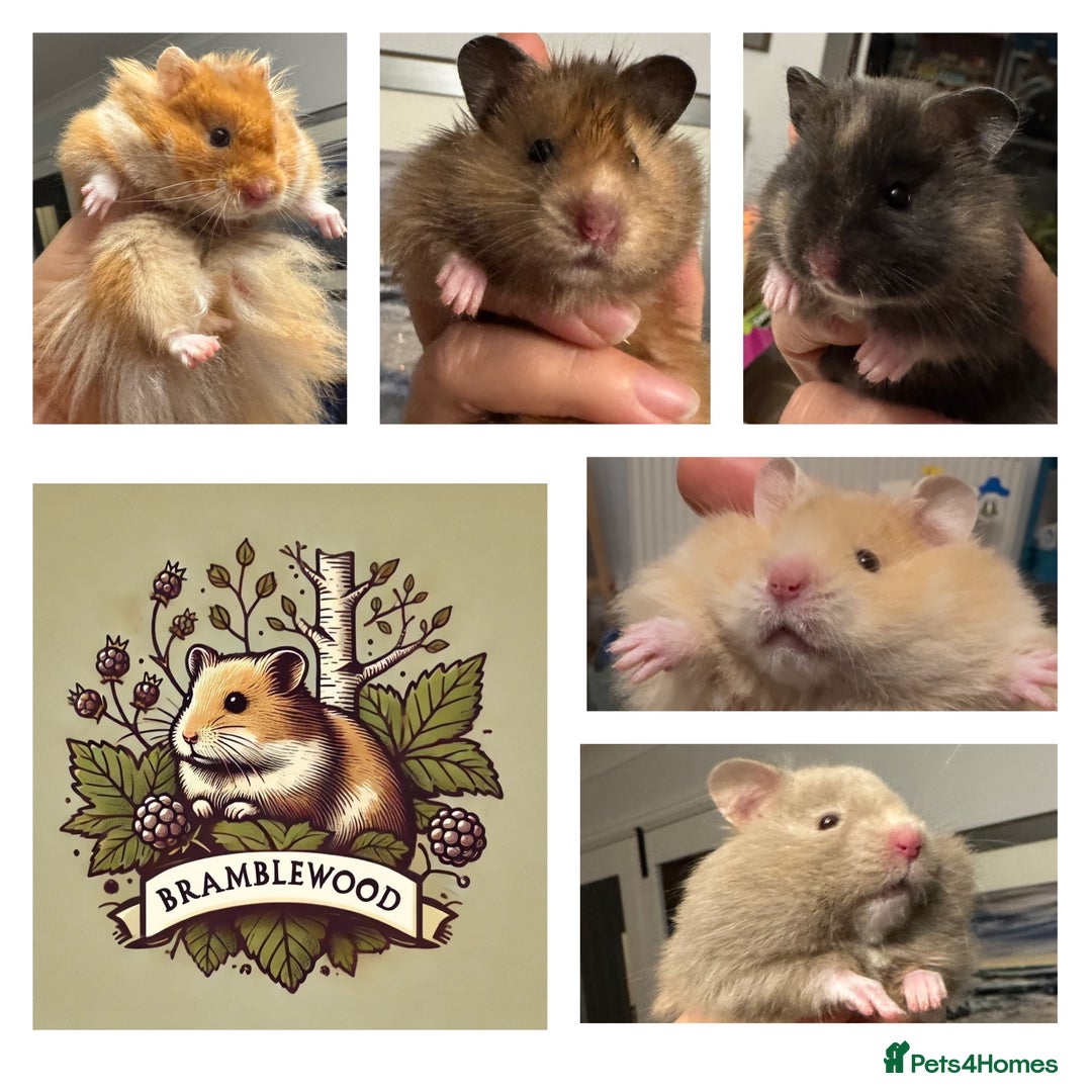Hamster rodents for sale: Stunning home-bred Syrian hamster pups  - Image 2