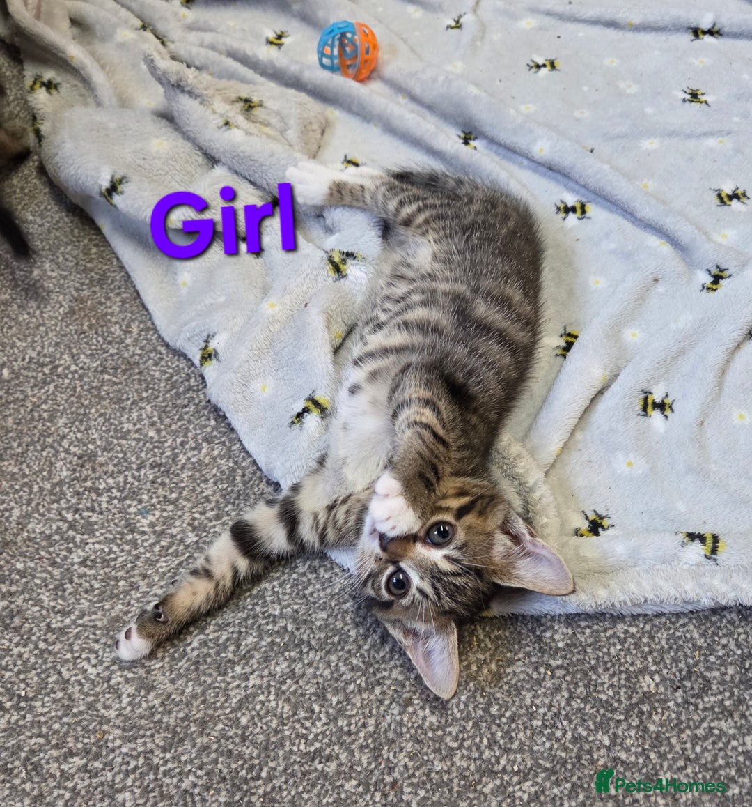 Mixed Breed cats for sale: Beautiful kittens  - Image 2