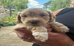 Cockapoo dogs for sale: Cockapoo 1 male 3 girls - Image 1