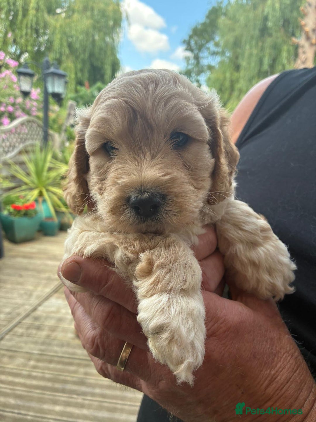 Cockapoo dogs for sale: Cockapoo 1 male 3 girls - Image 1