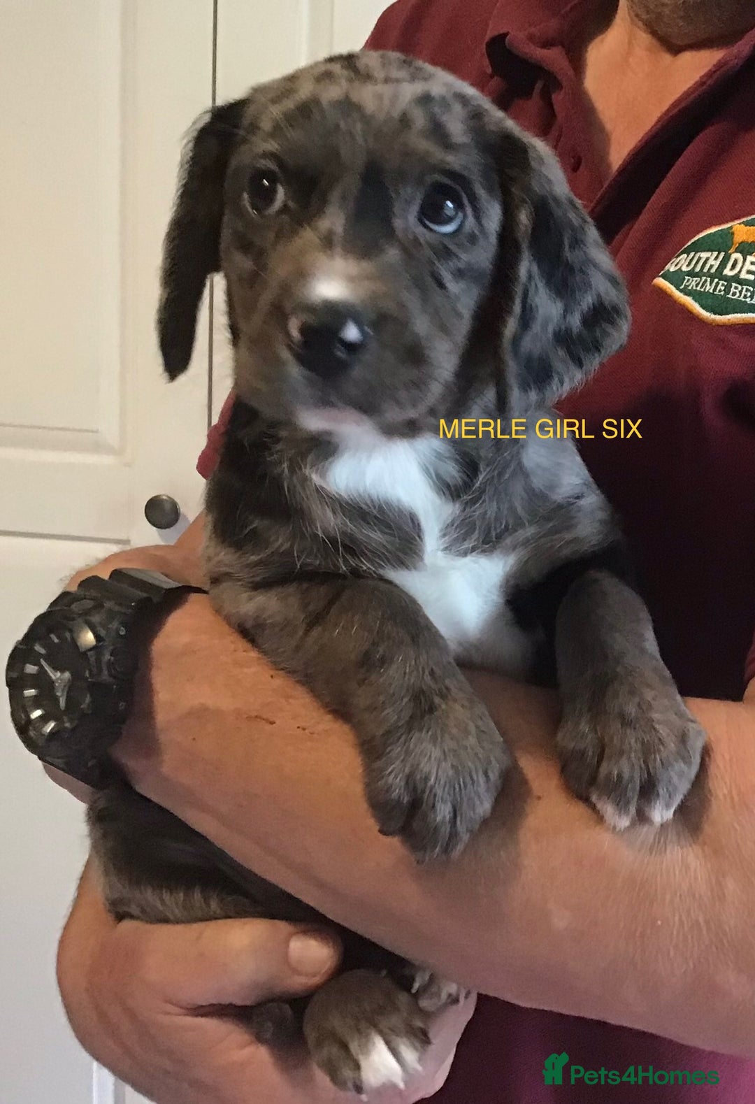 Cockerdor dogs for sale: Superb Quality Cockador Puppies, SHROPSHIRE  - Image 20