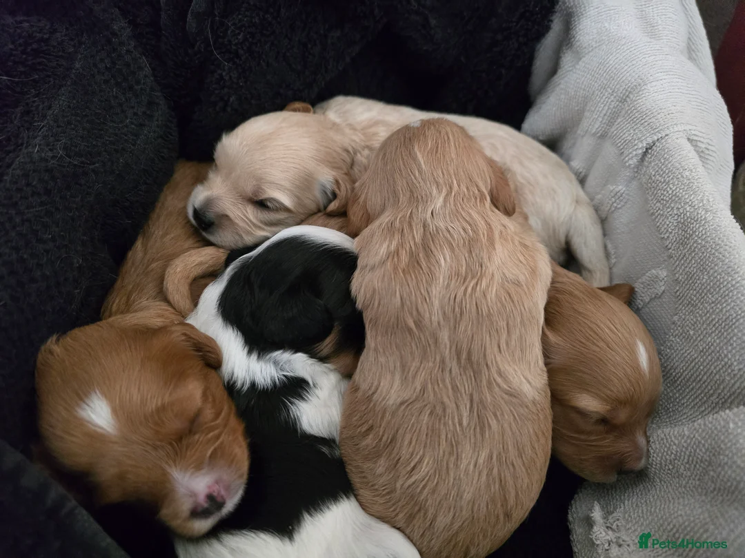 Cavapoo dogs for sale: 🐾Cavapoo: Litter Embark DNA Tested, Sire KC Reg🐾 - Advert 3