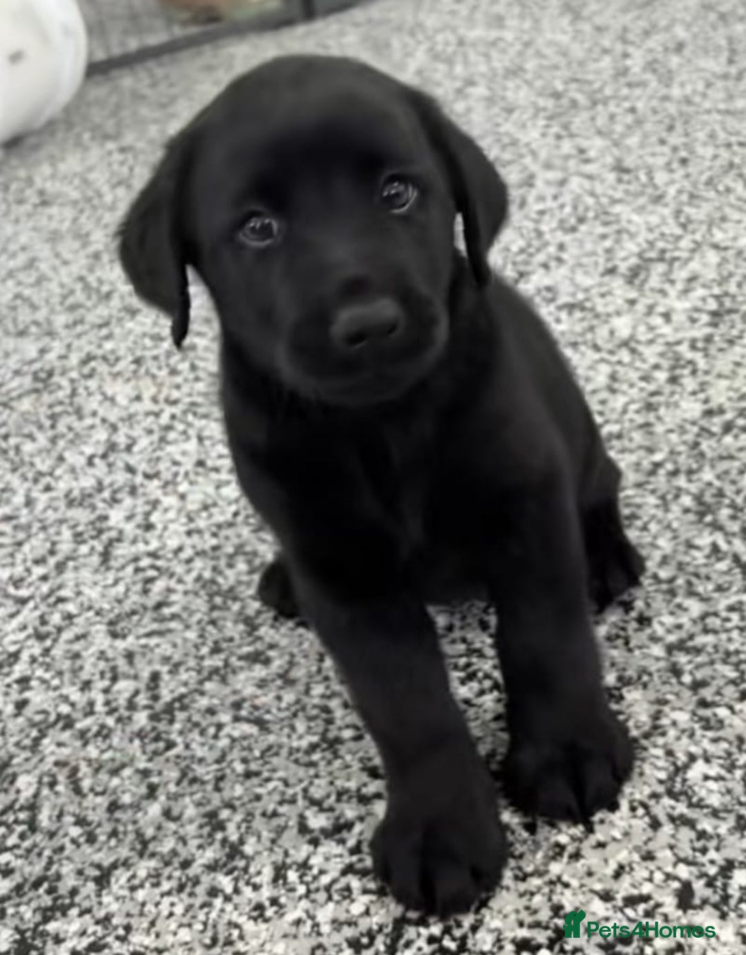 Labrador Retriever dogs for sale: Beautiful Labrador puppies for sale - Advert 6