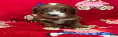 Cavapoo 7