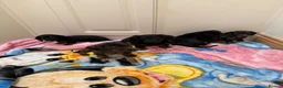 Miniature Dachshund dogs for sale: Miniature Dachshund  - Advert 10