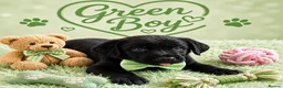 Labrador Retriever dogs for sale: Adorable Litter of Labradors  - Advert 5