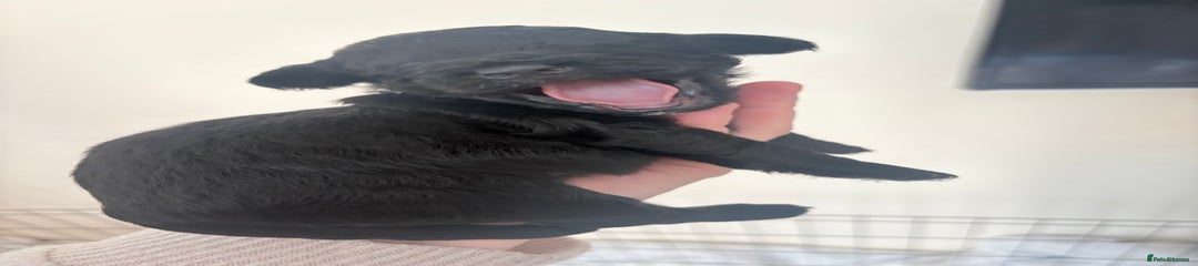 Cockapoo Puppy purple collar