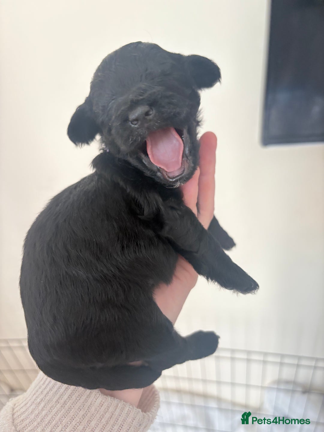 Cockapoo dogs for sale: Female f1b cockapoo puppies - Image 11