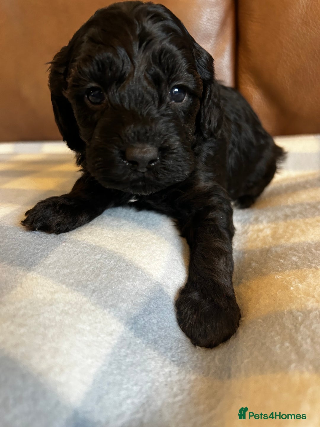 Cockapoo dogs for sale: Toy Cockapoo’s  - Advert 7