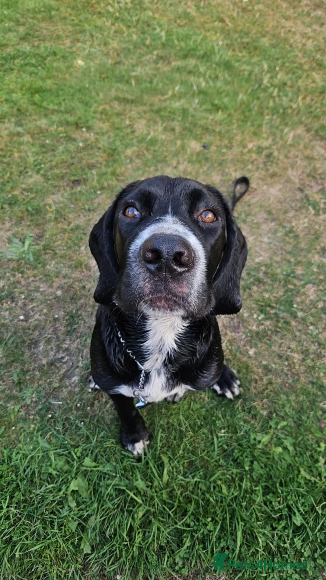Mixed Breed dogs for sale: 10 month old cane corso cross - Advert 3