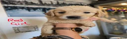 Golden Retriever dogs for sale: Show Type KC Registered Golden Retrievers !!  - Advert 11
