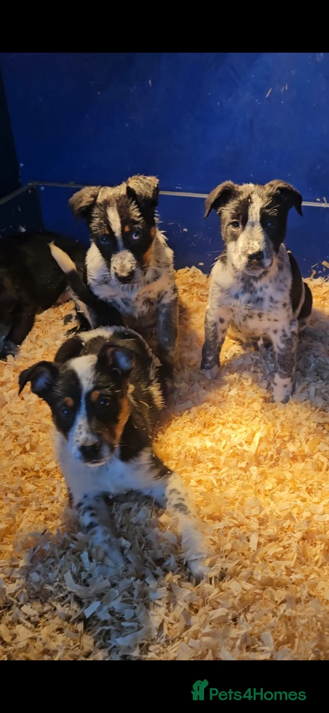 Mixed Breed dogs for sale: AUSTRALIAN CATTLE DOG X COLLIE PUPPIES - Advert 19