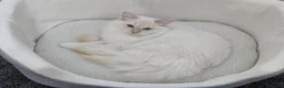 Ragdoll cats for sale: Rare Cream Female Flame Point - Advert 4