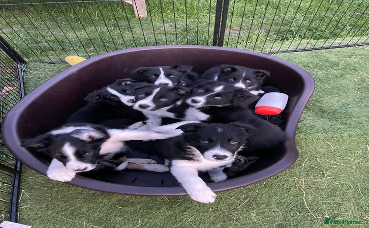 Border Collie dogs - Advert 5