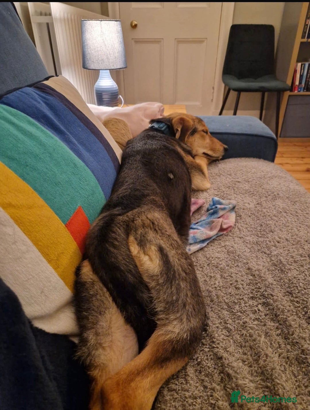 Mixed Breed dogs for adoption: Gorgeous girl Tinsel - Foster or Foster to Adopt  - Advert 2